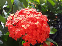 Ixora Prince of Orange (Ixora chinensis) - Ladybird Nursery