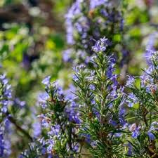 Rosemary Semi Prostrate (Rosmarinus officinalis) - Ladybird Nursery