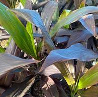 Cordyline Negra (Cordyline fruticosa) - Ladybird Nursery