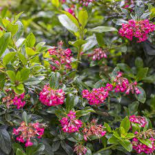 Escallonia Red Knight (Escallonia) - Ladybird Nursery
