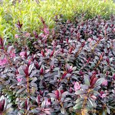Hebe Black Satin - Ladybird Nursery
