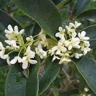 Yesterday, Today, and Tomorrow White Caps (Brunfelsia undulata) - Ladybird Nursery