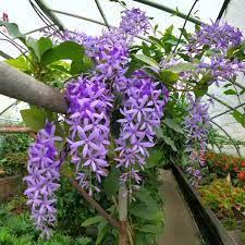 Queen’s Wreath Purple Passion (Petrea) - Ladybird Nursery