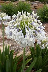 Agapanthus Cloudy Days - Ladybird Nursery