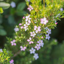Pink Diosma (Coleonema pulchellum) - Ladybird Nursery