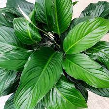 Peace Lily Knockout (Spathiphyllum) - Ladybird Nursery