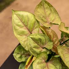 Syngonium Mango Allusion™ - Ladybird Nursery