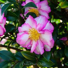 Sasanqua Camellia Something Special (Camellia sasanqua) - Ladybird Nursery