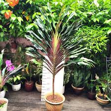 Cordyline Singapore Twist (Cordyline fruticosa) - Ladybird Nursery