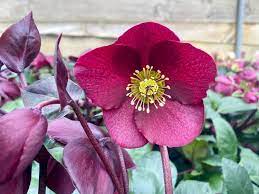 Hellebore Ice N Roses Merlot (Helleborus ) - Ladybird Nursery
