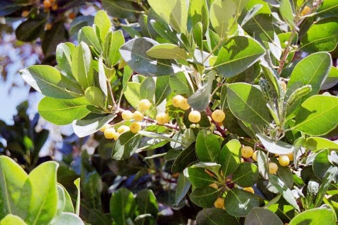 Fraser Island Apple - Advanced 300mm Pot