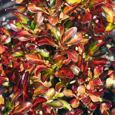 Coprosma Evening Glow - Ladybird Nursery