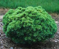 Eastern White Pine ‘Sea Urchin’ (Pinus strobus) - Ladybird Nursery