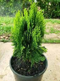 Dwarf Golden Arborvitae Lutea Nana (Thuja occidentalis) - Ladybird Nursery