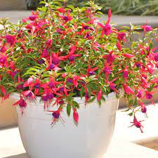 Electric Lights (Fuchsia) - Ladybird Nursery