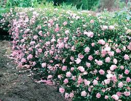 Sasanqua Camellia Paradise Petite Pink (Camellia sasanqua) - Ladybird Nursery