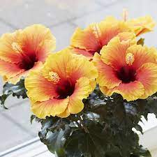 Hibiscus Flamenco™ Xanthe - Ladybird Nursery