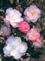 Sasanqua Camellia Paradise Pearl (Camellia sasanqua) - Ladybird Nursery