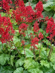 Heuchera Tokyo - Ladybird Nursery