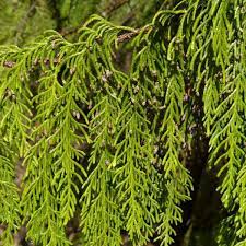 Himalayan Cypress Arctic Green (Cupressus torulosa) - Ladybird Nursery