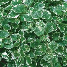 Swedish Ivy (Plectranthus australis)