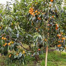 Persimmon Suruga non astringent