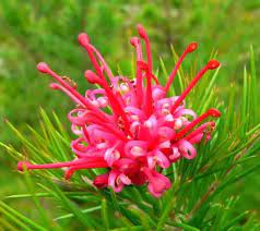 Grevillea Showtime - Ladybird Nursery