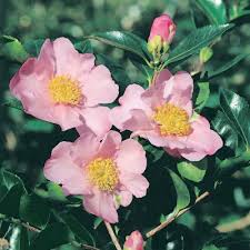 Sasanqua Camellia Bert Jones (Camellia sasanqua) - Ladybird Nursery