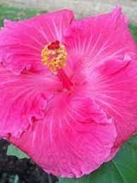 Hibiscus Rio Clara Candy Pink - Ladybird Nursery