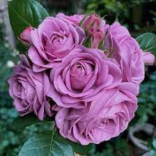 Rosa Terrazza® Moon King (Rosa) - Ladybird Nursery
