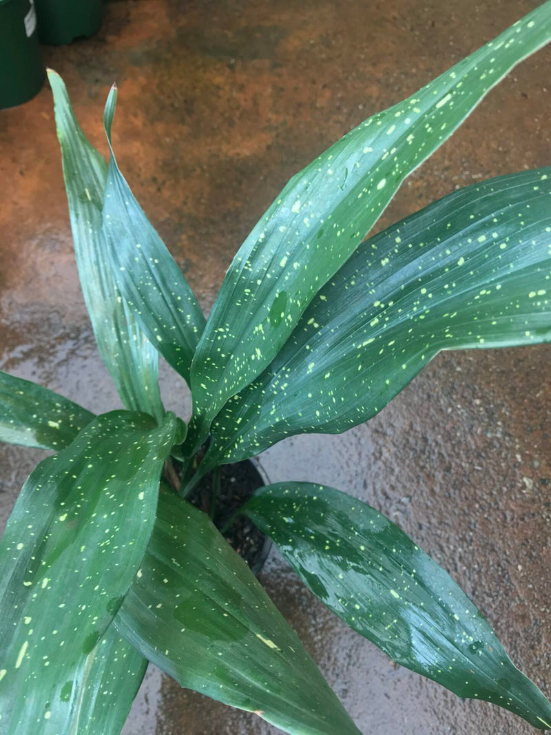 Cast Iron Plant 'Shooting Star' - Medium