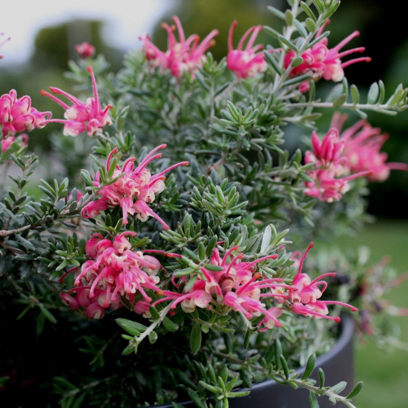 Grevillea Strawberry Smoothie - Ladybird Nursery