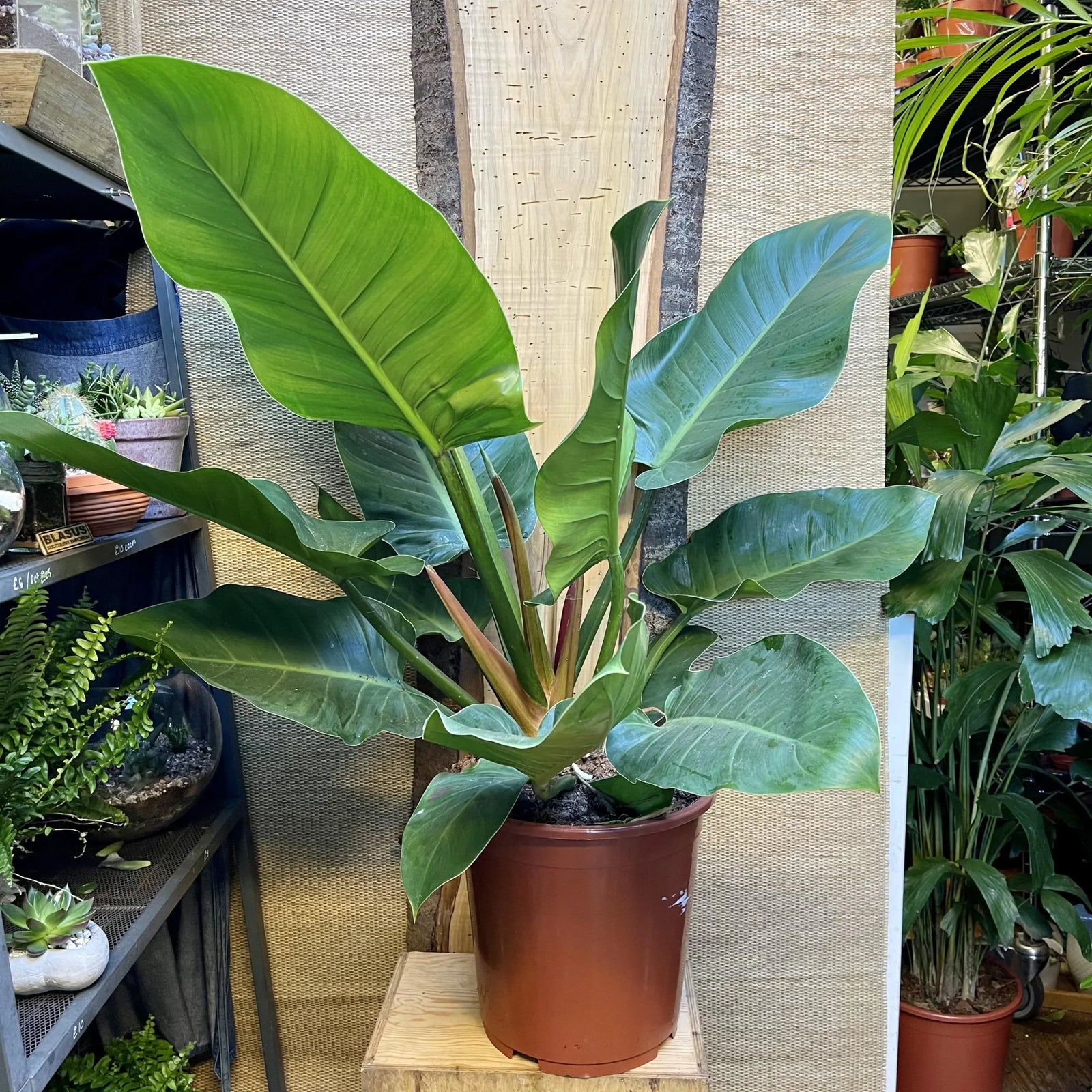 Philodendron Imperial Green - Ladybird Nursery