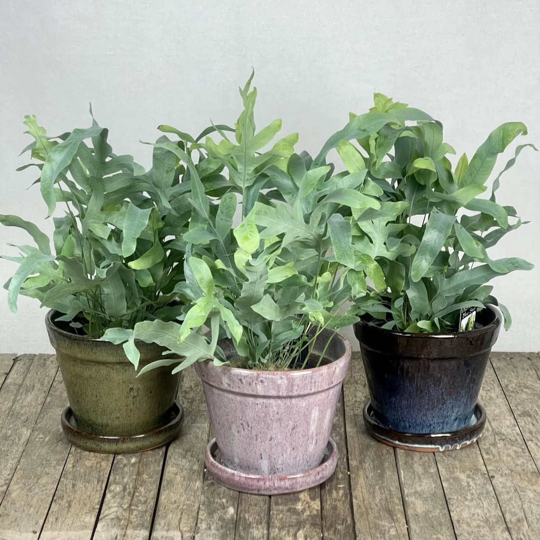Blue Star Fern Mandaianum (Phlebodium aureum) - Ladybird Nursery