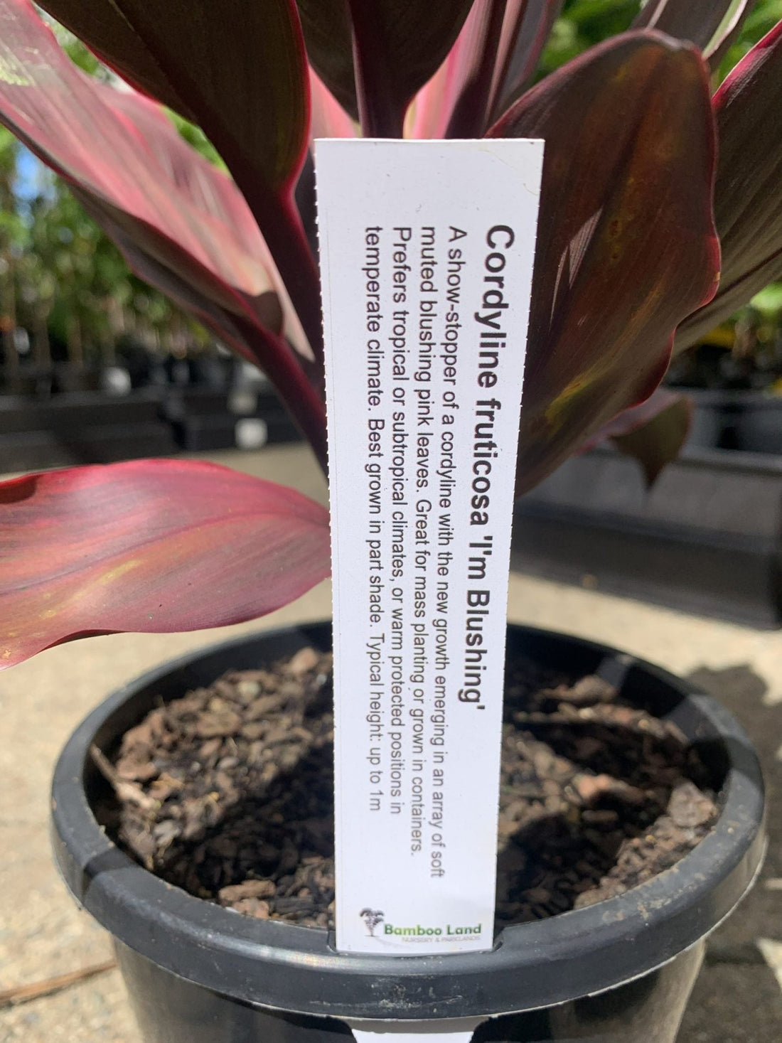 Cordyline fruticosa I'm Blushing - Ladybird Nursery