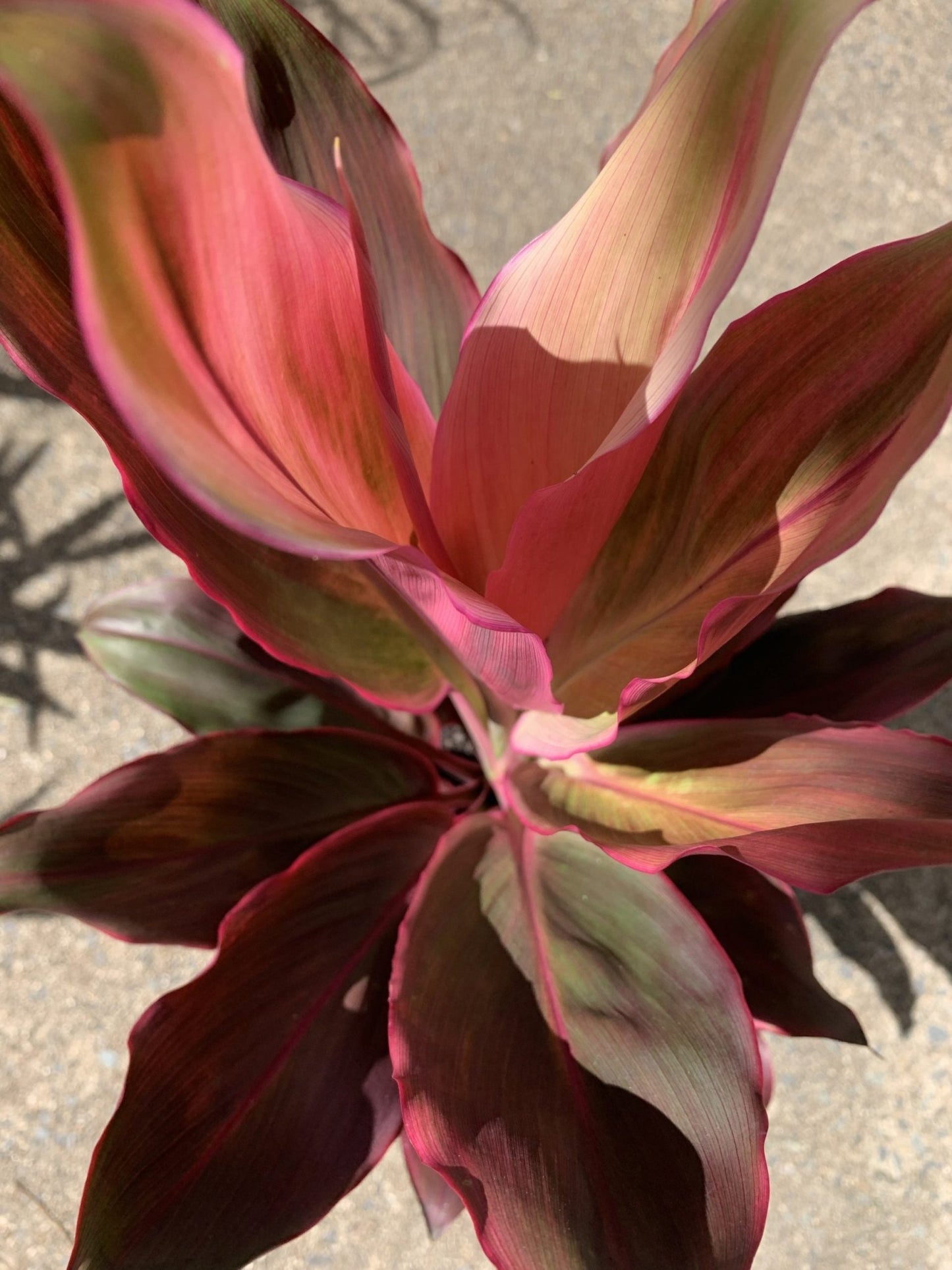 Cordyline fruticosa I'm Blushing - Ladybird Nursery