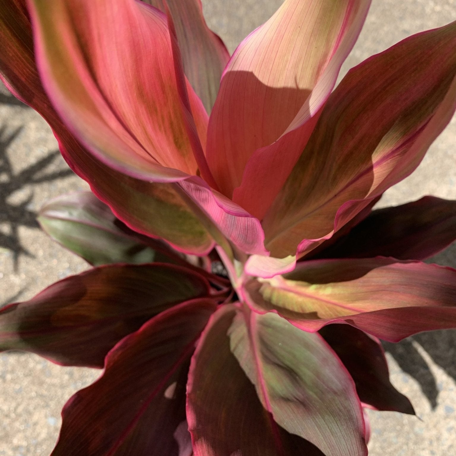 Cordyline fruticosa I'm Blushing - Ladybird Nursery
