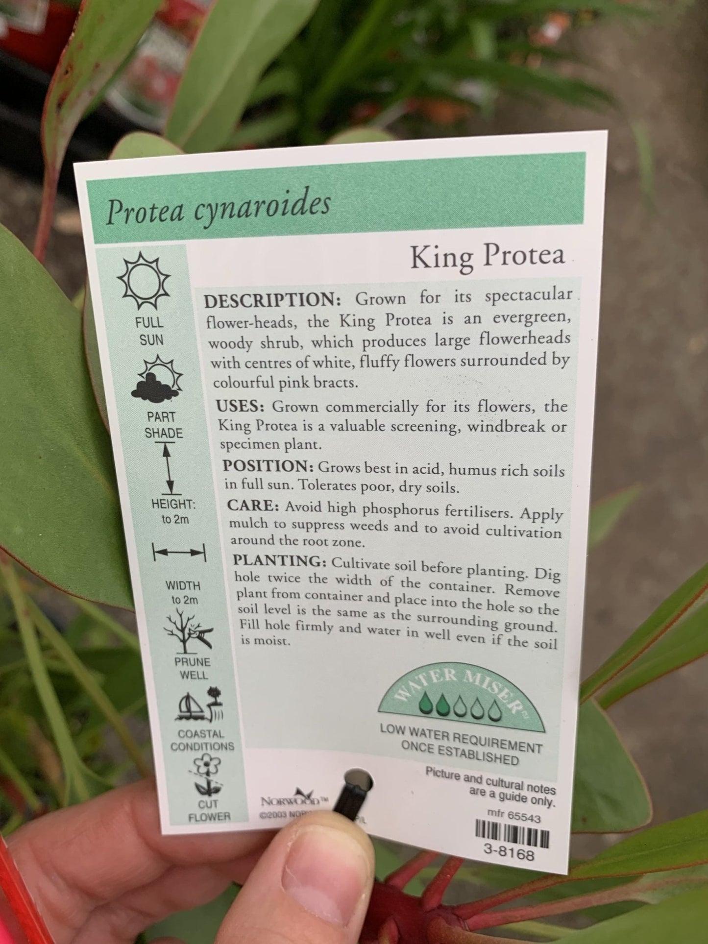 King Protea (Protea cynaroides) - Ladybird Nursery