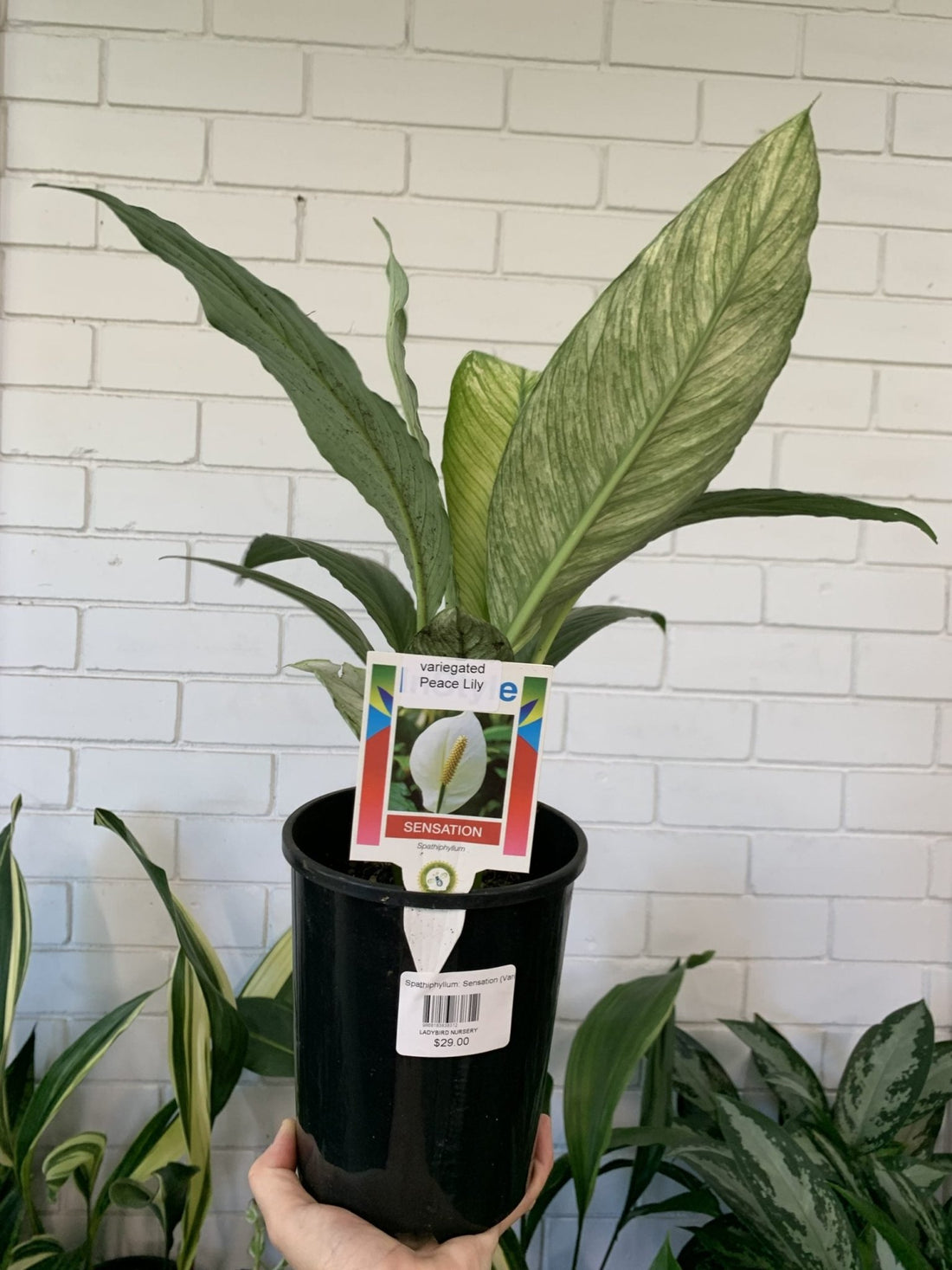 Peace Lily Sensations Variegated (Spathyphyllum) - Ladybird Nursery