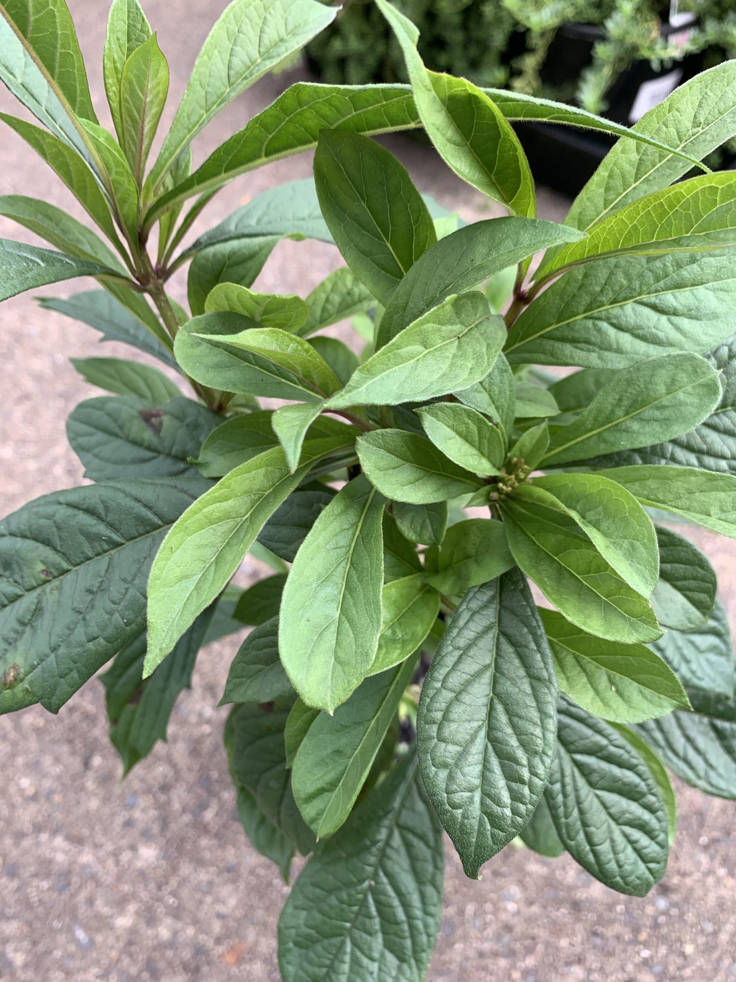 Rotheca incisa (Musical Note Plant)