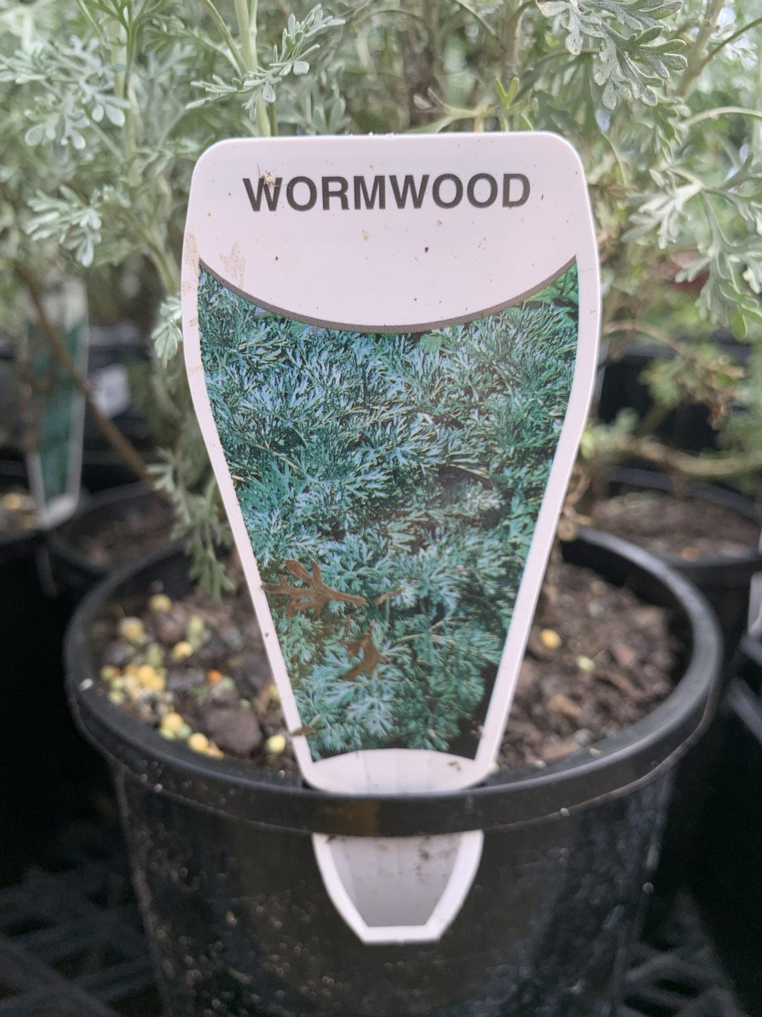 Wormwood (Artemisia absinthium) - Ladybird Nursery