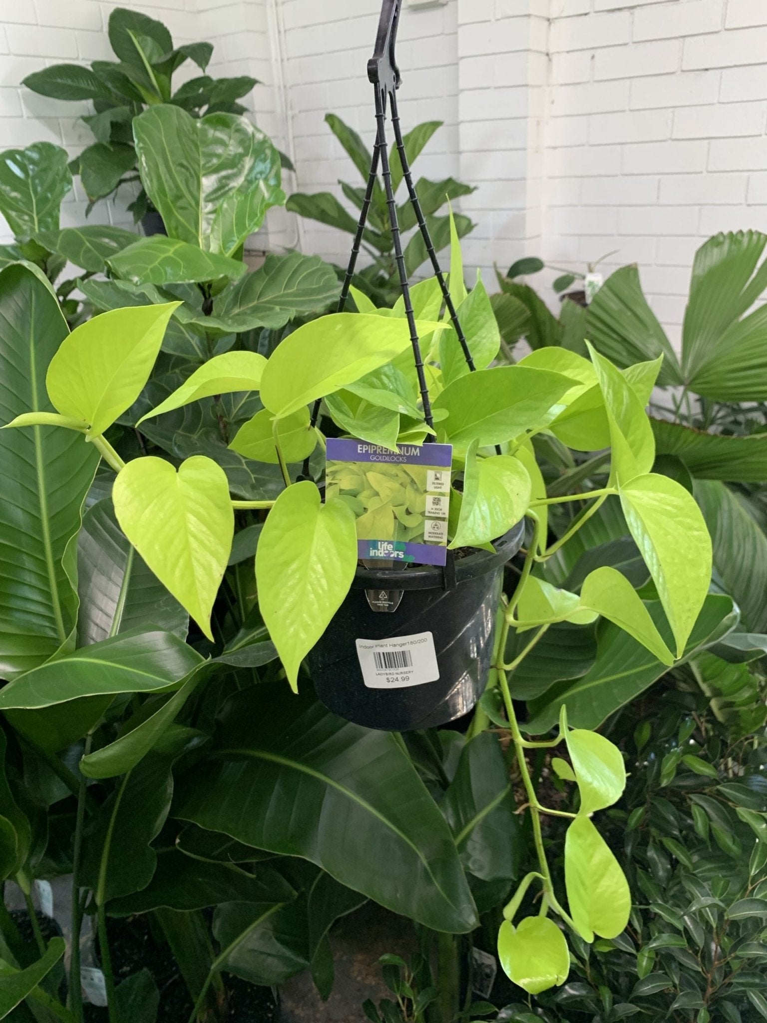 Pothos 'Goldilocks' Hanger (Epipremnum aureum) - Ladybird Nursery
