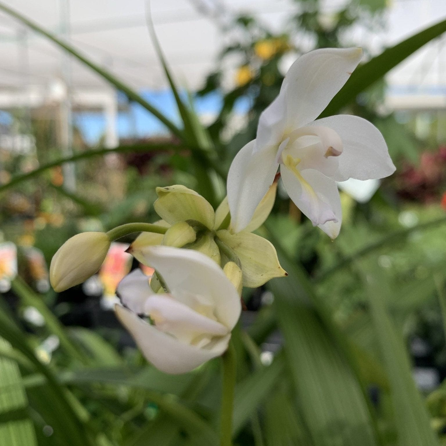 Ground Orchid Snow Angel (Spathoglottis plicata) - Ladybird Nursery