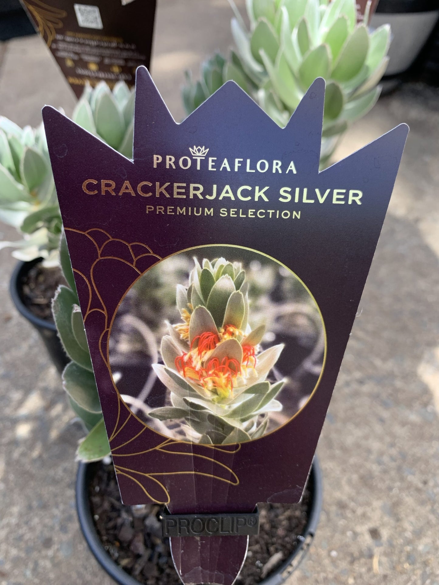 Mimetes hottentoticus 'Crackerjack Silver'