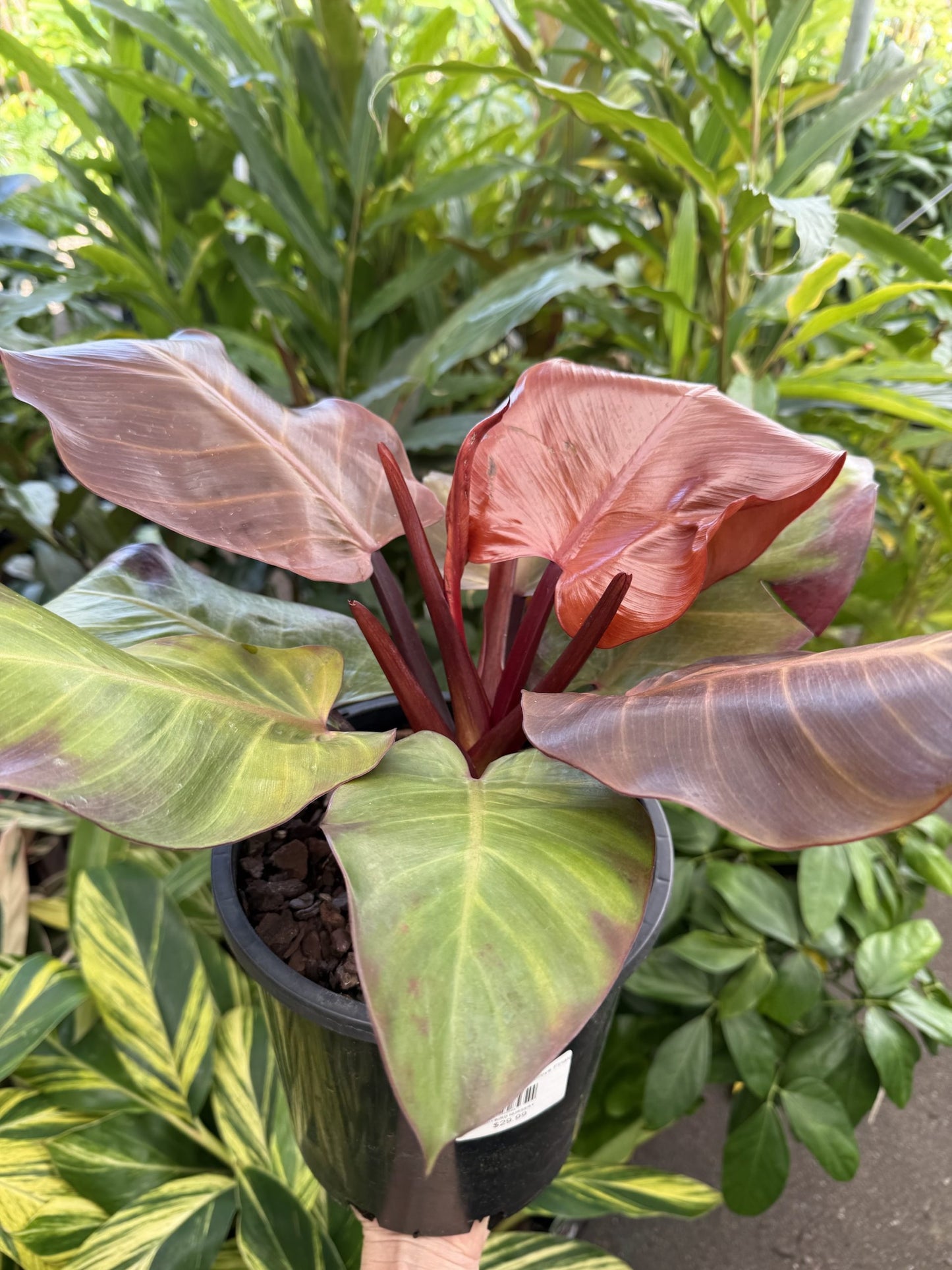 Philodendron ‘McColley’s Finale’