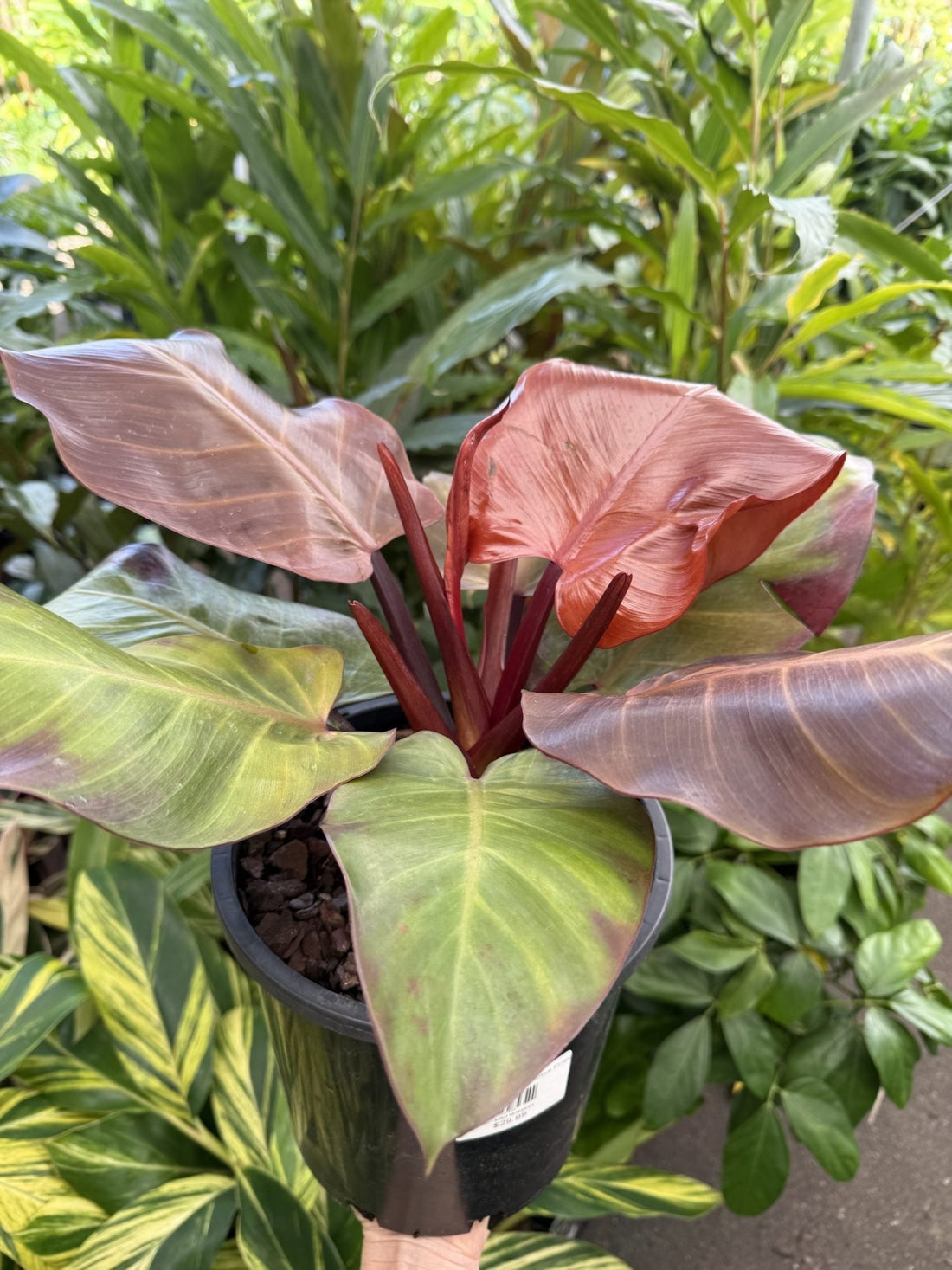 Philodendron ‘McColley’s Finale’ - Ladybird Nursery