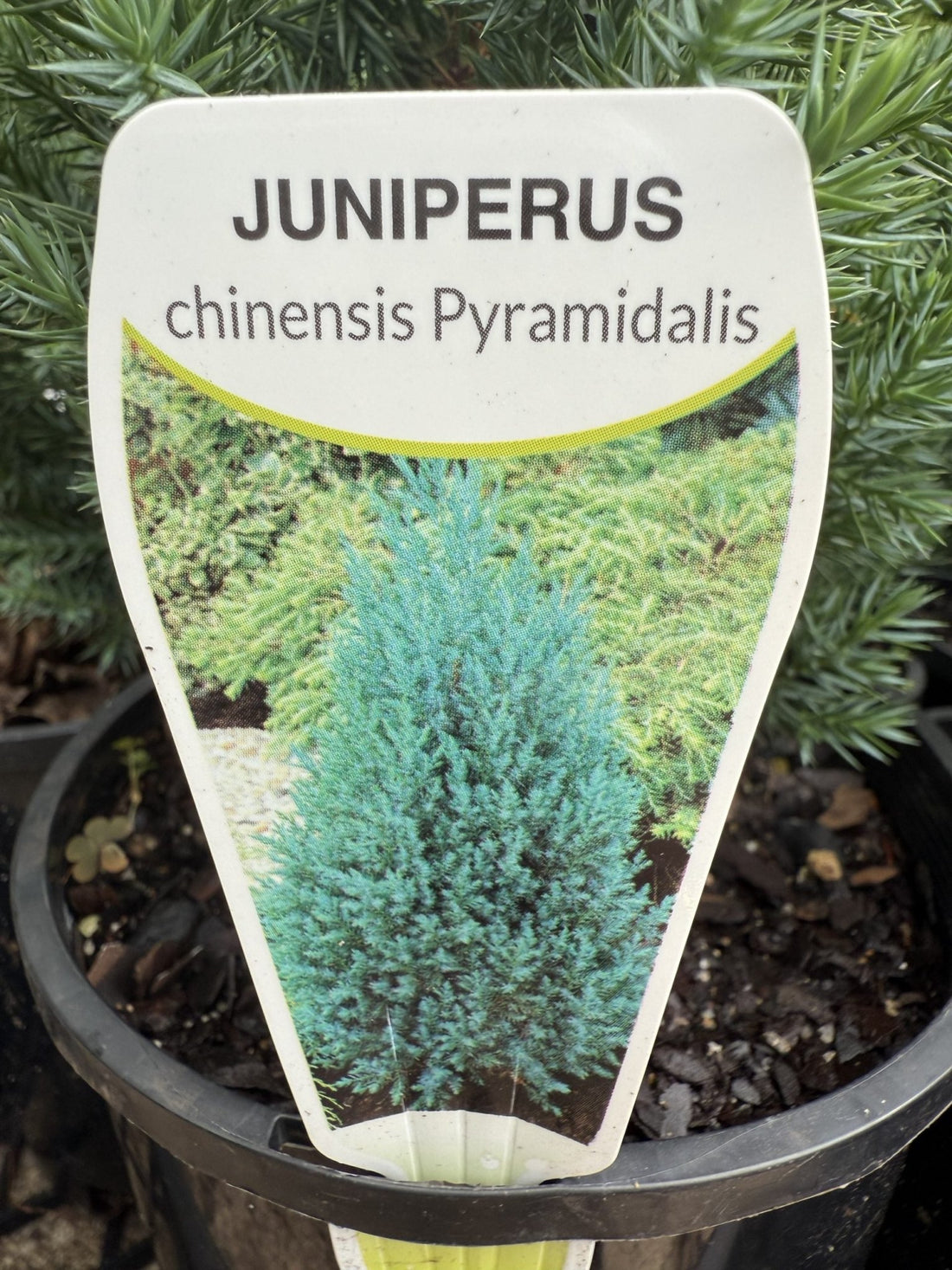 Juniperus chinensis 'Pyramidalis' - Ladybird Nursery