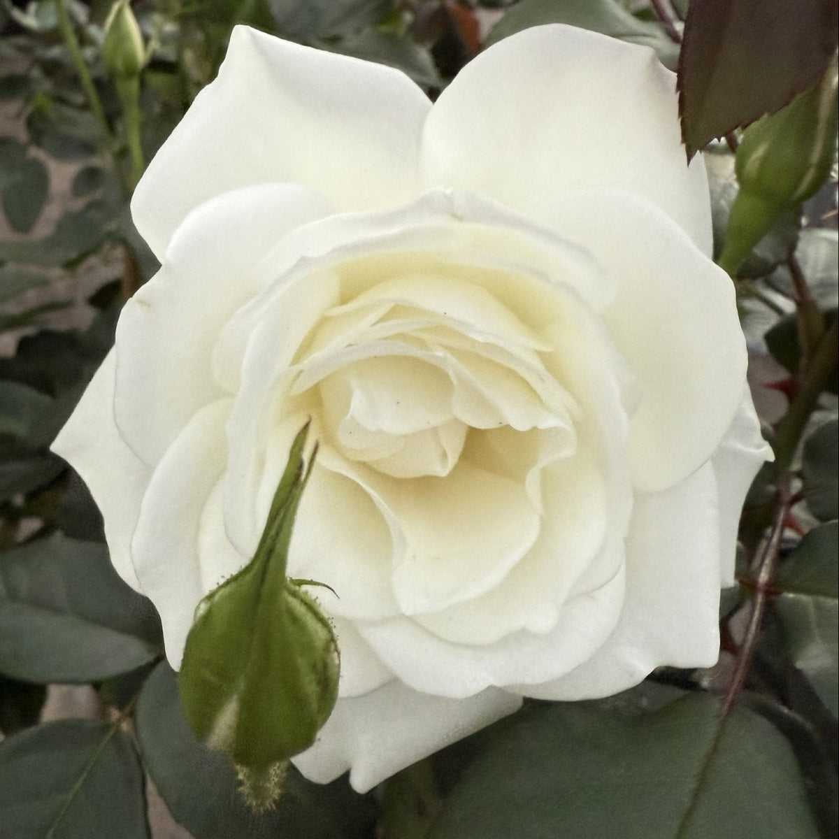 Rose 'Iceberg' - Ladybird Nursery