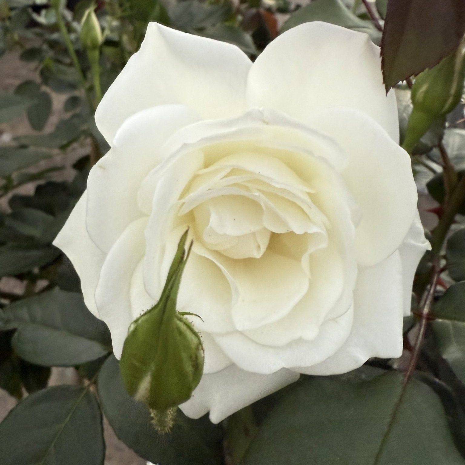 Rose 'Iceberg' 3ft Standards - Ladybird Nursery