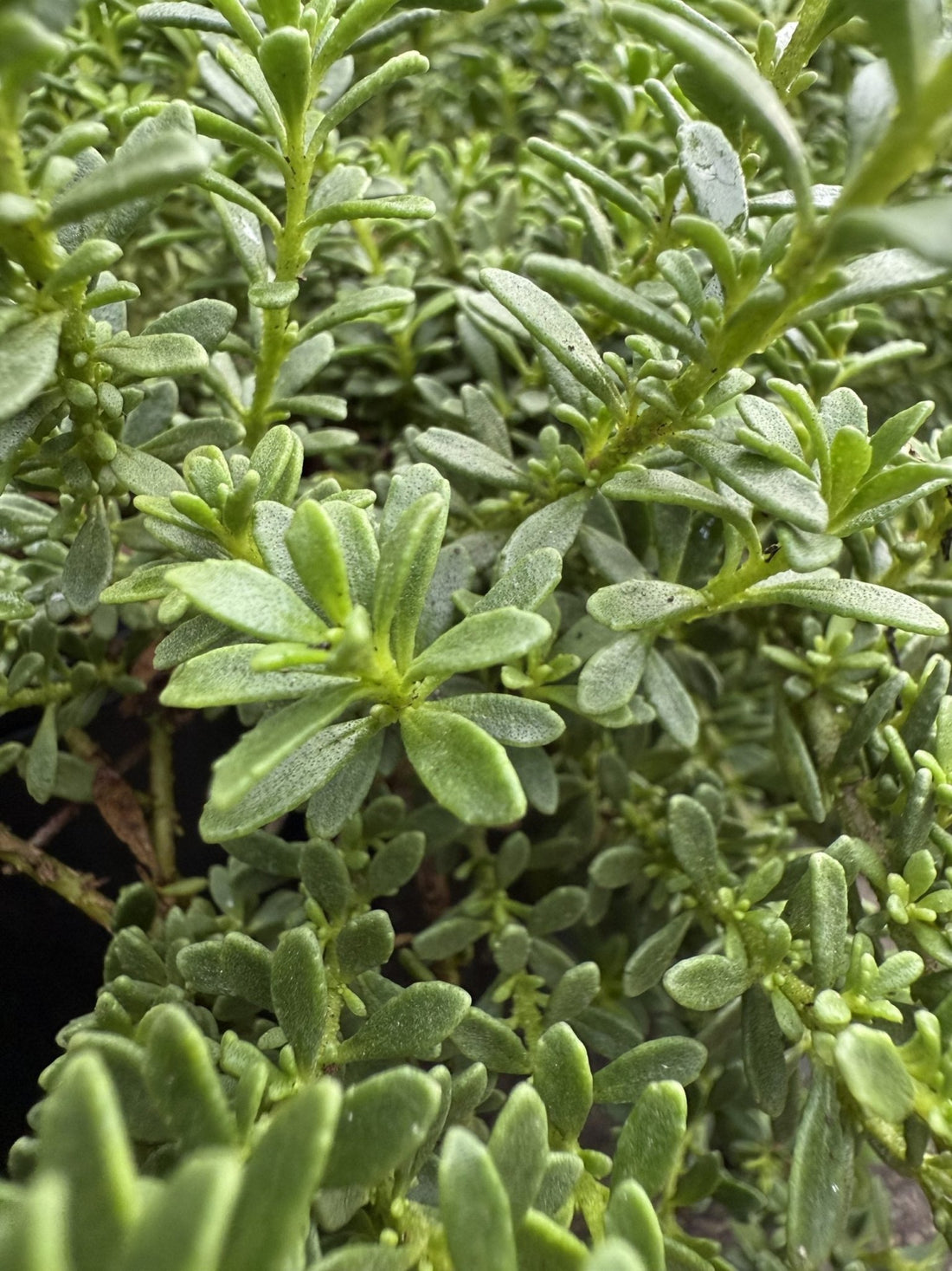 Myoporum Fine Leaf Pink - Ladybird Nursery